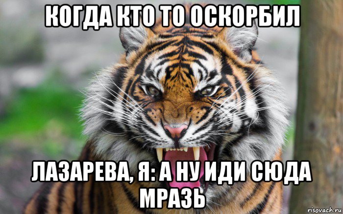 когда кто то оскорбил лазарева, я: а ну иди сюда мразь, Мем ДЕРЗКИЙ ТИГР