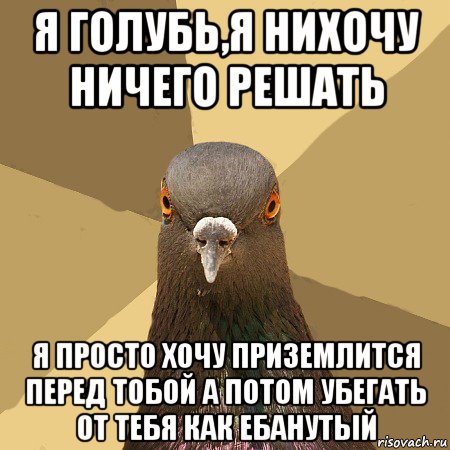 я голубь,я нихочу ничего решать я просто хочу приземлится перед тобой а потом убегать от тебя как ебанутый, Мем голубь