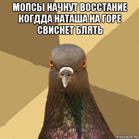 мопсы начнут восстание когдда наташа на горе свиснет блять , Мем голубь