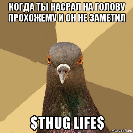 когда ты насрал на голову прохожему и он не заметил $thug life$, Мем голубь