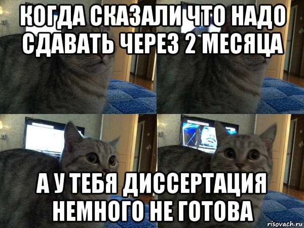 когда сказали что надо сдавать через 2 месяца а у тебя диссертация немного не готова, Мем  Кот в шоке