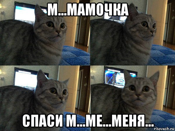 м...мамочка спаси м...ме...меня..., Мем  Кот в шоке