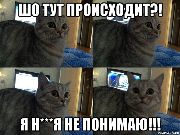 шо тут происходит?! я н***я не понимаю!!!, Мем  Кот в шоке