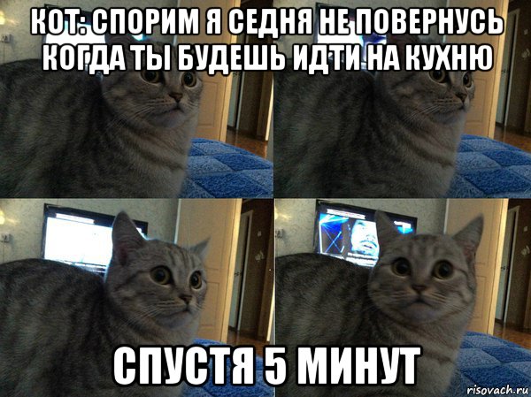 кот: спорим я седня не повернусь когда ты будешь идти на кухню спустя 5 минут, Мем  Кот в шоке