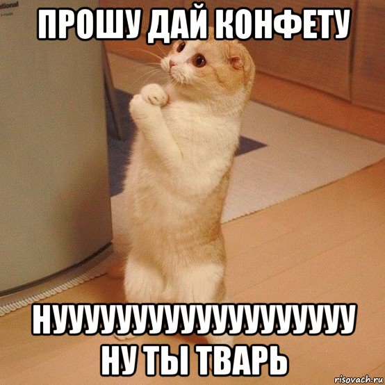 прошу дай конфету нууууууууууууууууууу ну ты тварь, Мем  котэ молится