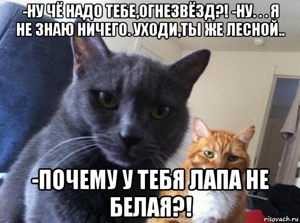 -ну чё надо тебе,огнезвёзд?! -ну. . . я не знаю ничего. уходи,ты же лесной.. -почему у тебя лапа не белая?!, Мем  Два котэ