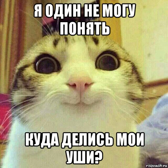 я один не могу понять куда делись мои уши?, Мем       Котяка-улыбака