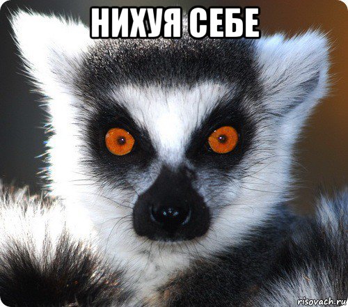 нихуя себе , Мем лемур