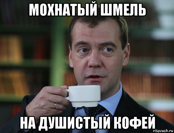 мохнатый шмель на душистый кофей, Мем Медведев спок бро