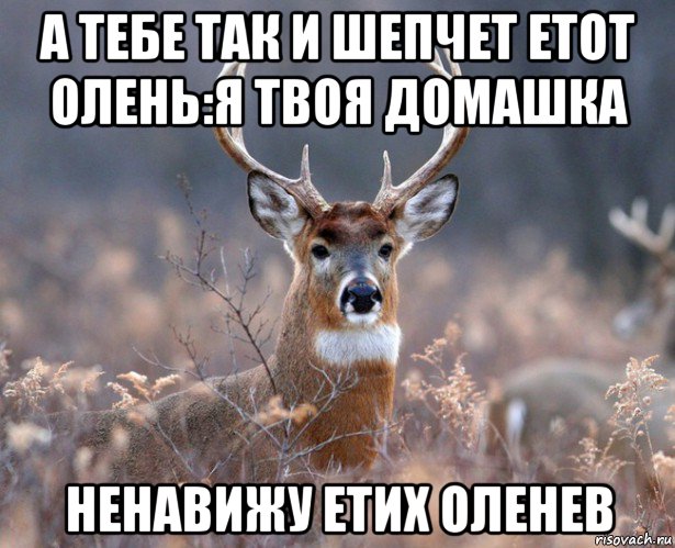 а тебе так и шепчет етот олень:я твоя домашка ненавижу етих оленев, Мем   Наивный олень