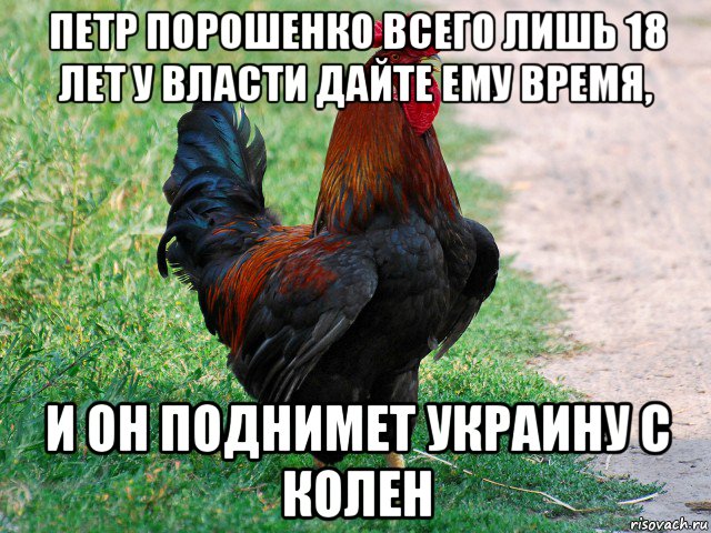 петр порошенко всего лишь 18 лет у власти дайте ему время, и он поднимет украину с колен, Мем петух