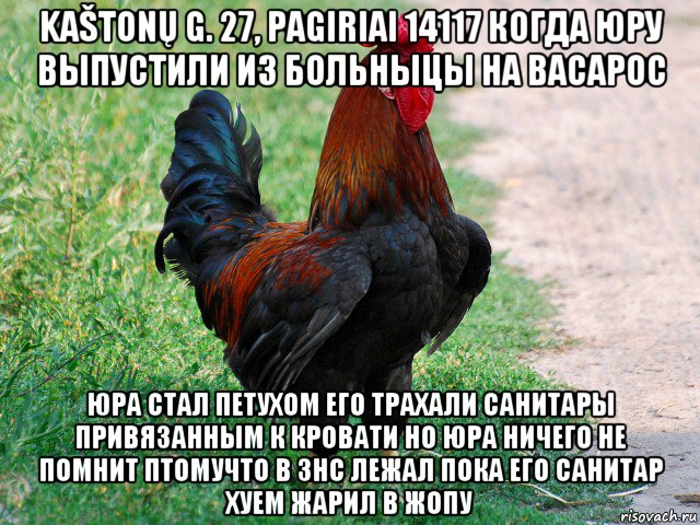 kaštonų g. 27, pagiriai 14117 когда юру выпустили из больныцы на васарос юра стал петухом его трахали санитары привязанным к кровати но юра ничего не помнит птомучто в знс лежал пока его санитар хуем жарил в жопу, Мем петух