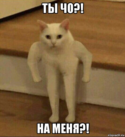 ты чо?! на меня?!, Мем  Полукот