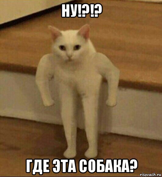 ну!?!? где эта собака?, Мем  Полукот