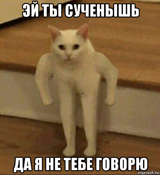 эй ты сученышь да я не тебе говорю, Мем  Полукот