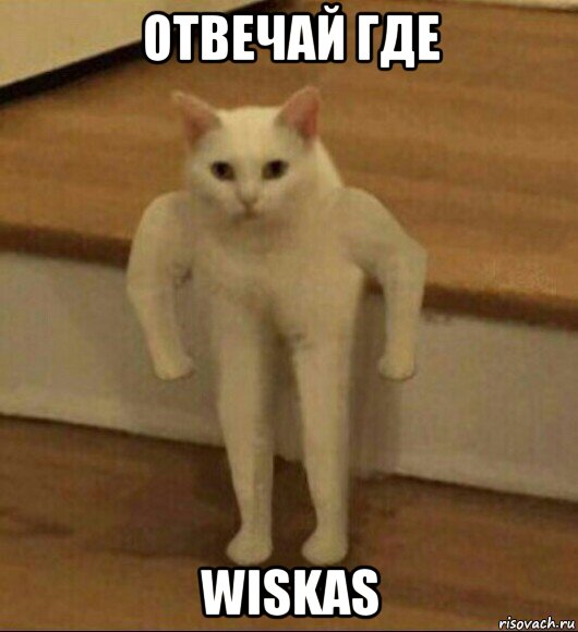 отвечай где wiskas, Мем  Полукот