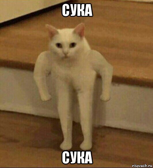 сука сука, Мем  Полукот