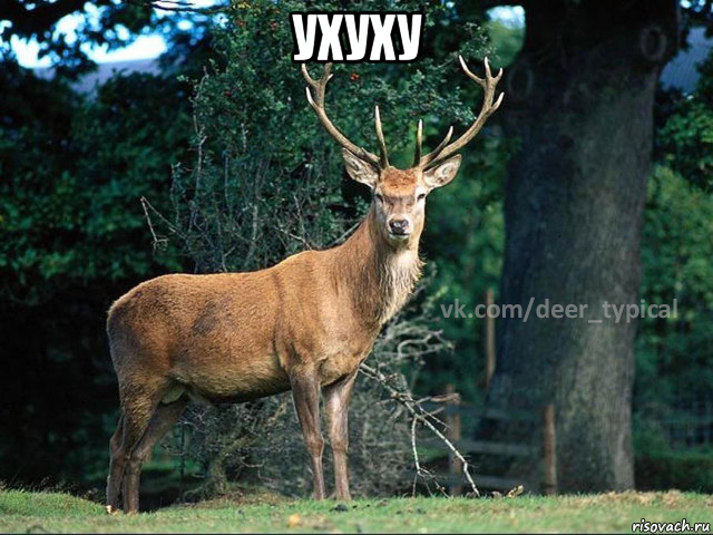 ухуху 