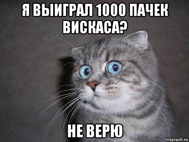 я выиграл 1000 пачек вискаса? не верю, Мем  удивлённый кот