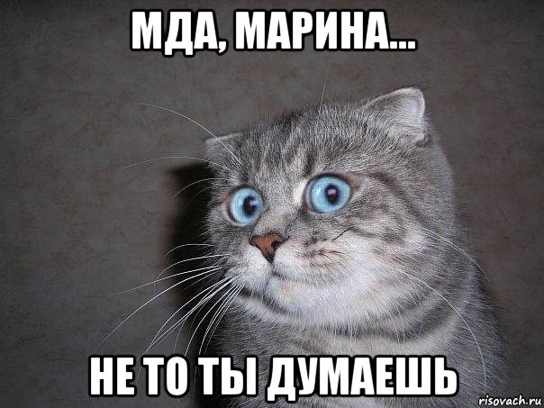 мда, марина... не то ты думаешь, Мем  удивлённый кот