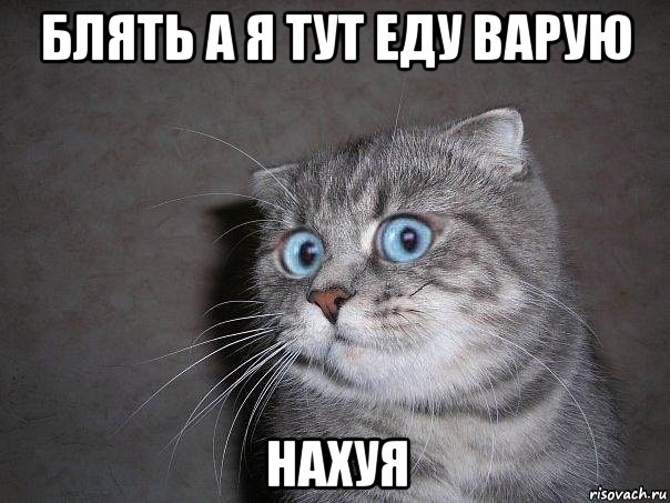 блять а я тут еду варую нахуя, Мем  удивлённый кот