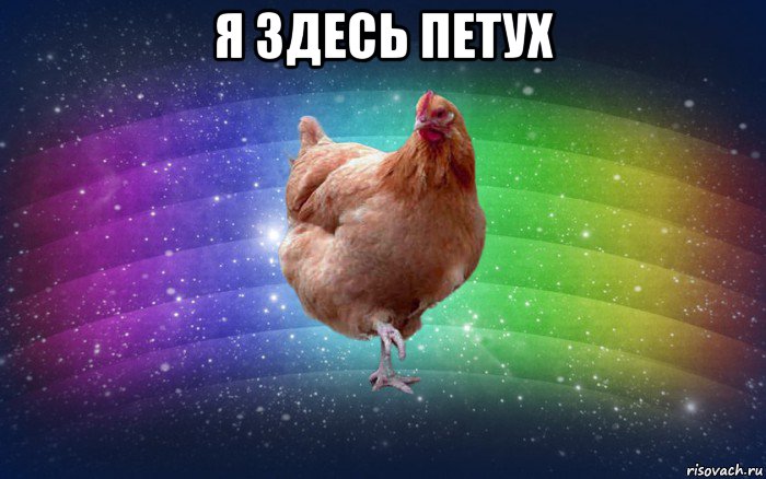 я здесь петух 