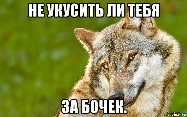 не укусить ли тебя за бочек., Мем   Volf