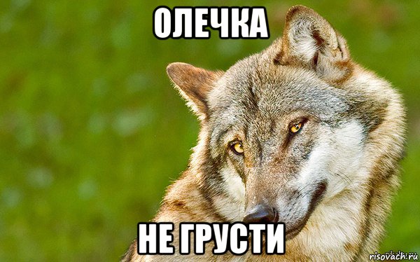 олечка не грусти, Мем   Volf