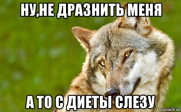 ну,не дразнить меня а то с диеты слезу, Мем   Volf