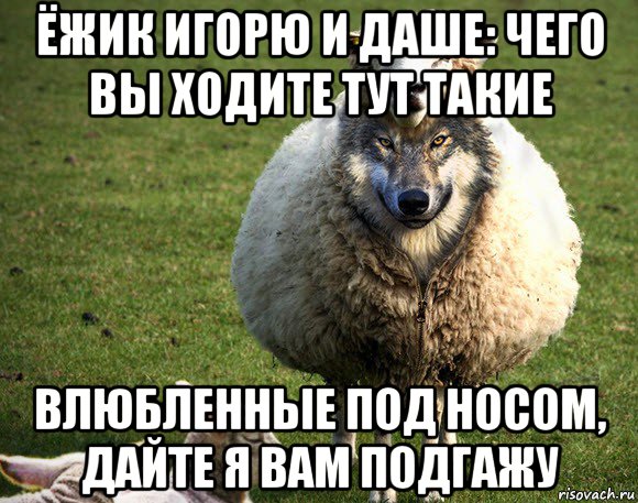 ёжик игорю и даше: чего вы ходите тут такие влюбленные под носом, дайте я вам подгажу, Мем Злая Овца