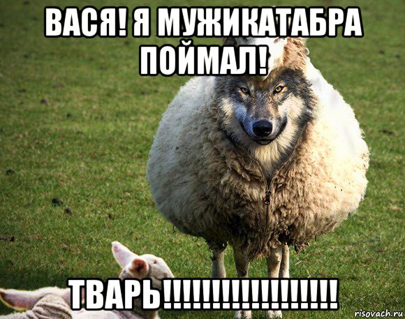 вася! я мужикатабра поймал! тварь!!!!!!!!!!!!!!!!!!, Мем Злая Овца