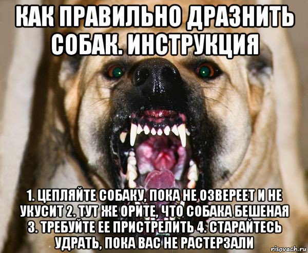 как правильно дразнить собак. инструкция 1. цепляйте собаку, пока не озвереет и не укусит 2. тут же орите, что собака бешеная 3. требуйте ее пристрелить 4. старайтесь удрать, пока вас не растерзали, Мем бешеная собака