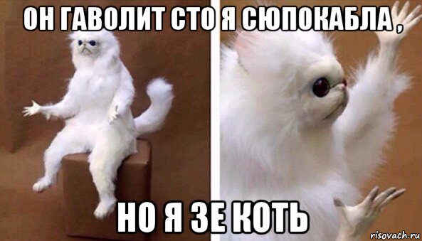 он гаволит сто я сюпокабла , но я зе коть, Мем Чучело кота