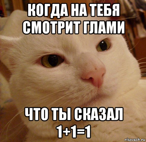 когда на тебя смотрит глами что ты сказал 1+1=1, Мем Дерзкий котэ