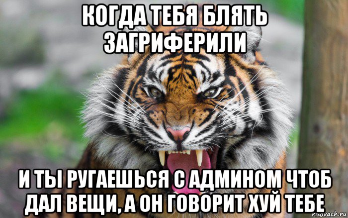 когда тебя блять загриферили и ты ругаешься с админом чтоб дал вещи, а он говорит хуй тебе, Мем ДЕРЗКИЙ ТИГР