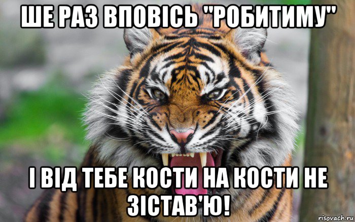 ше раз вповісь "робитиму" і від тебе кости на кости не зістав'ю!, Мем ДЕРЗКИЙ ТИГР