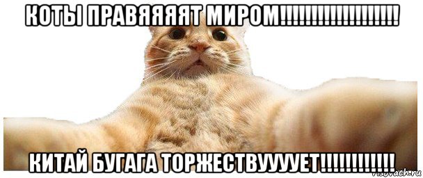 коты правяяяят миром!!!!!!!!!!!!!!!!!!! китай бугага торжествуууует!!!!!!!!!!!!, Мем   Кэтсвилл