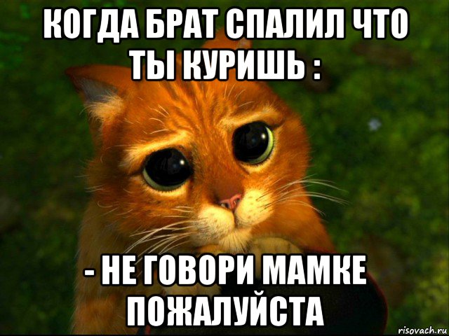 когда брат спалил что ты куришь : - не говори мамке пожалуйста, Мем кот из шрека