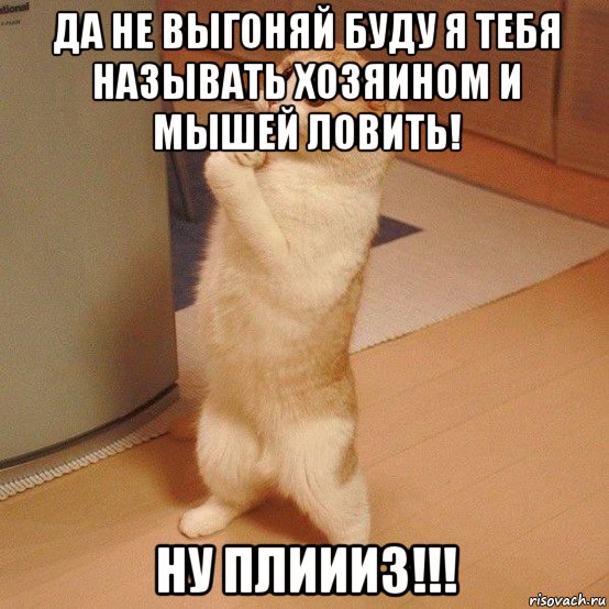 да не выгоняй буду я тебя называть хозяином и мышей ловить! ну плиииз!!!