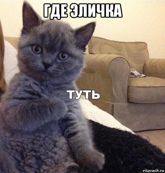 где эличка , Мем Котик - Туть