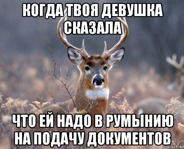 когда твоя девушка сказала что ей надо в румынию на подачу документов, Мем   Наивный олень