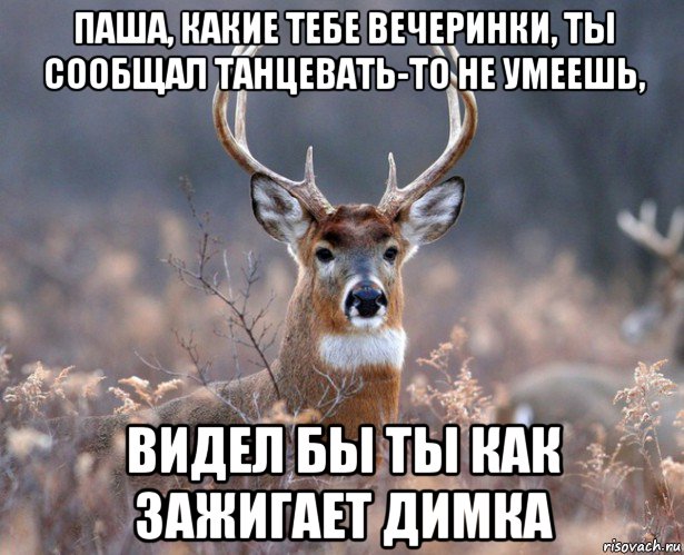 паша, какие тебе вечеринки, ты сообщал танцевать-то не умеешь, видел бы ты как зажигает димка, Мем   Наивный олень