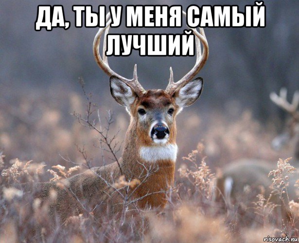 да, ты у меня самый лучший , Мем   Наивный олень