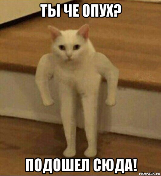 ты че опух? подошел сюда!, Мем  Полукот