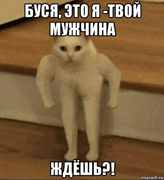 буся, это я -твой мужчина ждёшь?!, Мем  Полукот