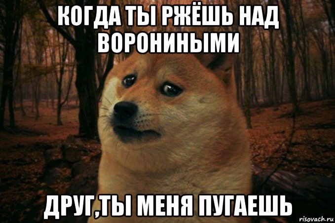 когда ты ржёшь над ворониными друг,ты меня пугаешь, Мем SAD DOGE