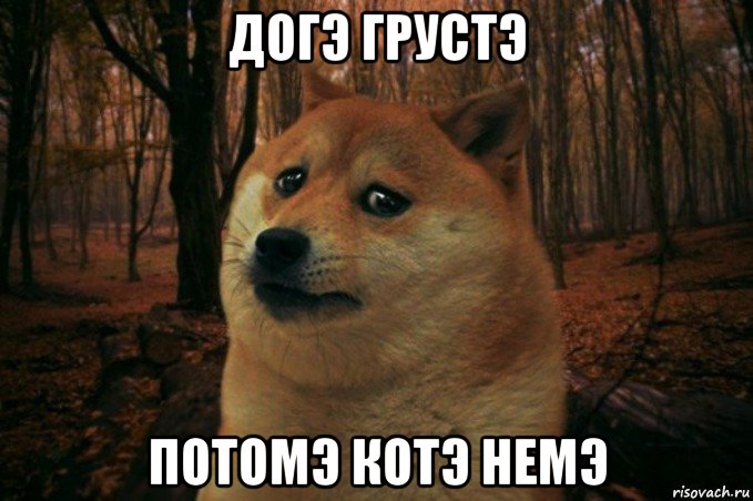 догэ грустэ потомэ котэ немэ, Мем SAD DOGE