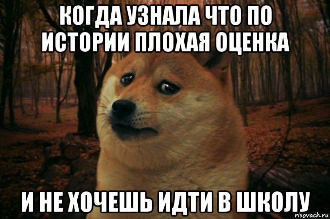 когда узнала что по истории плохая оценка и не хочешь идти в школу, Мем SAD DOGE