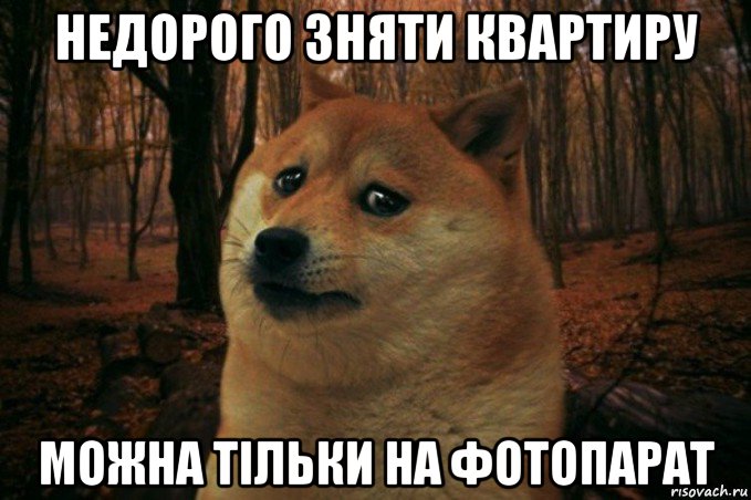 недорого зняти квартиру можна тільки на фотопарат, Мем SAD DOGE