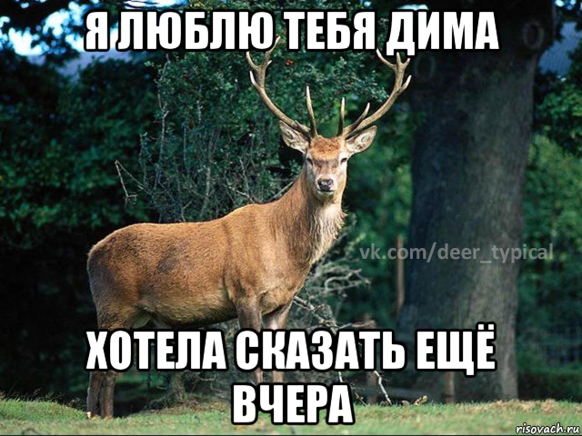 я люблю тебя дима хотела сказать ещё вчера